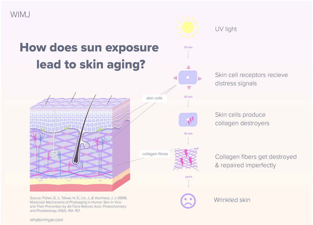 How Does Sunlight Lead to Skin Aging?